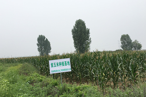 2015 yılında,-şirket-ulusal-hedefli-yoksulluğu-azaltma-politikasına-aktif olarak-karşılık verdi ve-Jilin'deki-yerel-çiftçilerle-yaban mersini-ve-mor-kurmak-için-işbirliği yaptı. -mısır-üretim-üsleri.2